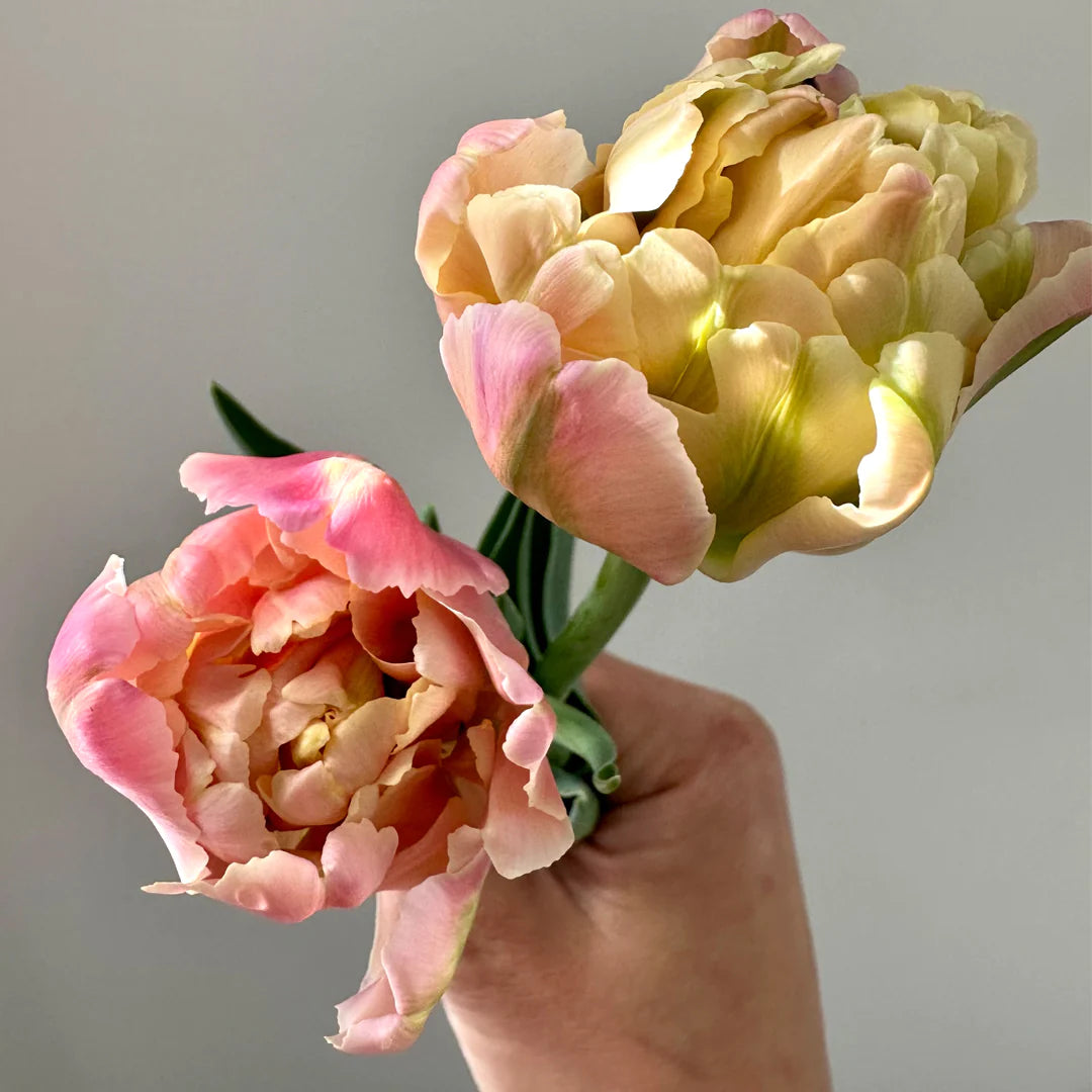 Mothers Day Tulip Bouquet Pre-Orders