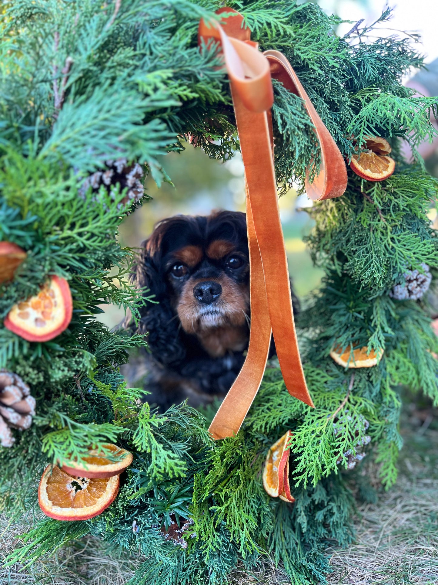 Citrus Grove Wreath