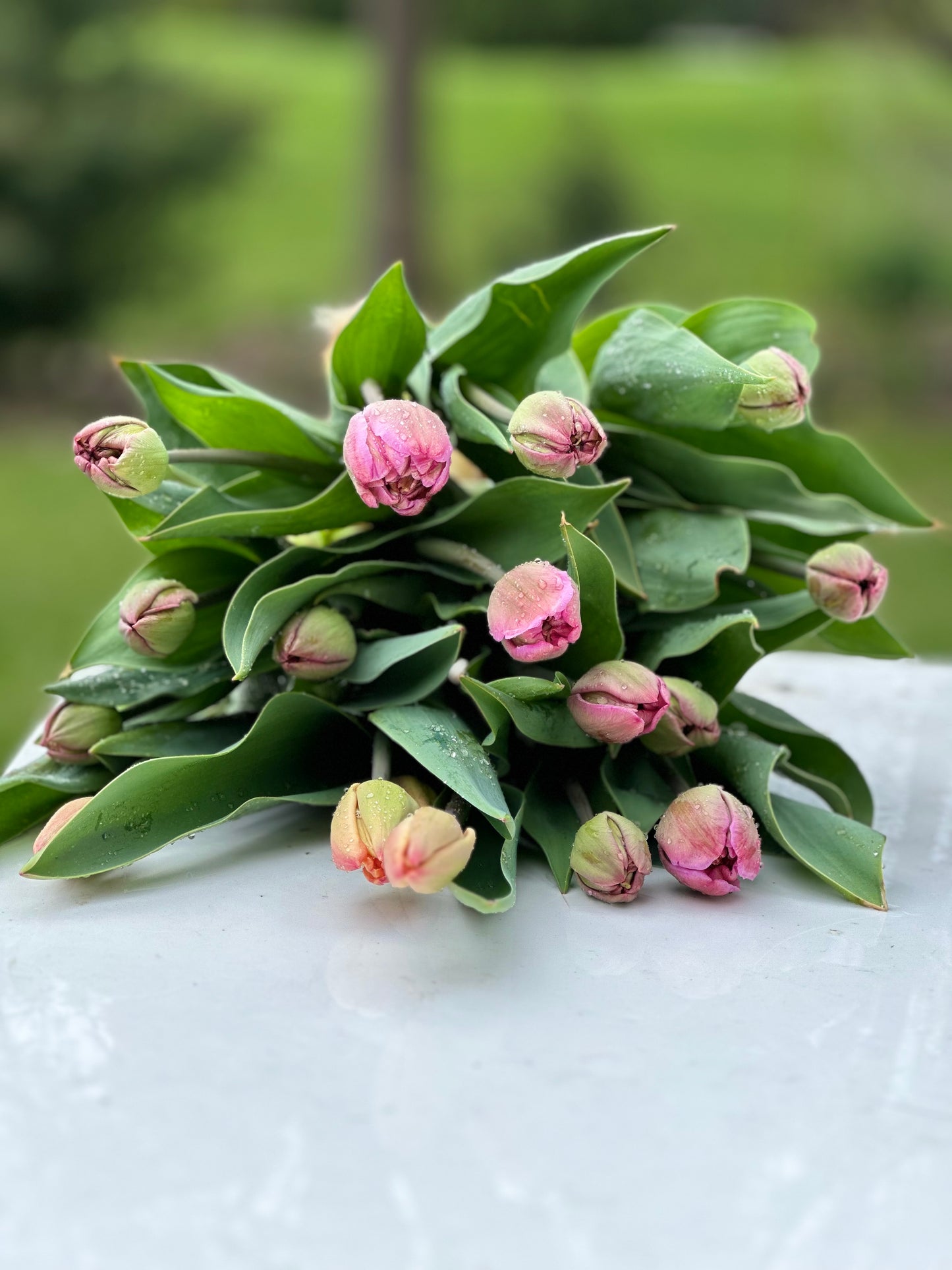 Mothers Day Tulip Bouquet Pre-Orders