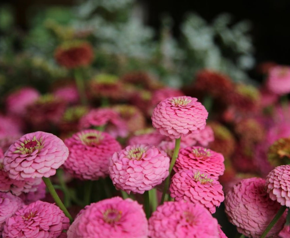 Wildly Rooted Floral